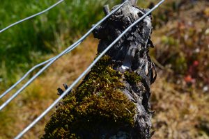 Rebstock - Weingut Bugner Mulchen - Weingut Bugner Klein-Winternheim